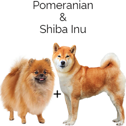 Pom Shi Dog